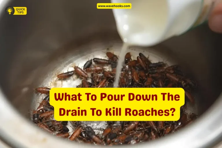 What To Pour Down The Drain To Kill Cockroaches