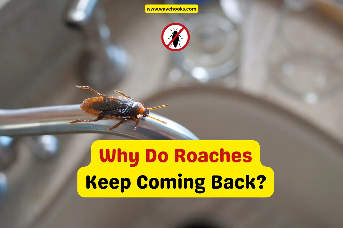 Why Do Roaches Keep Coming Back