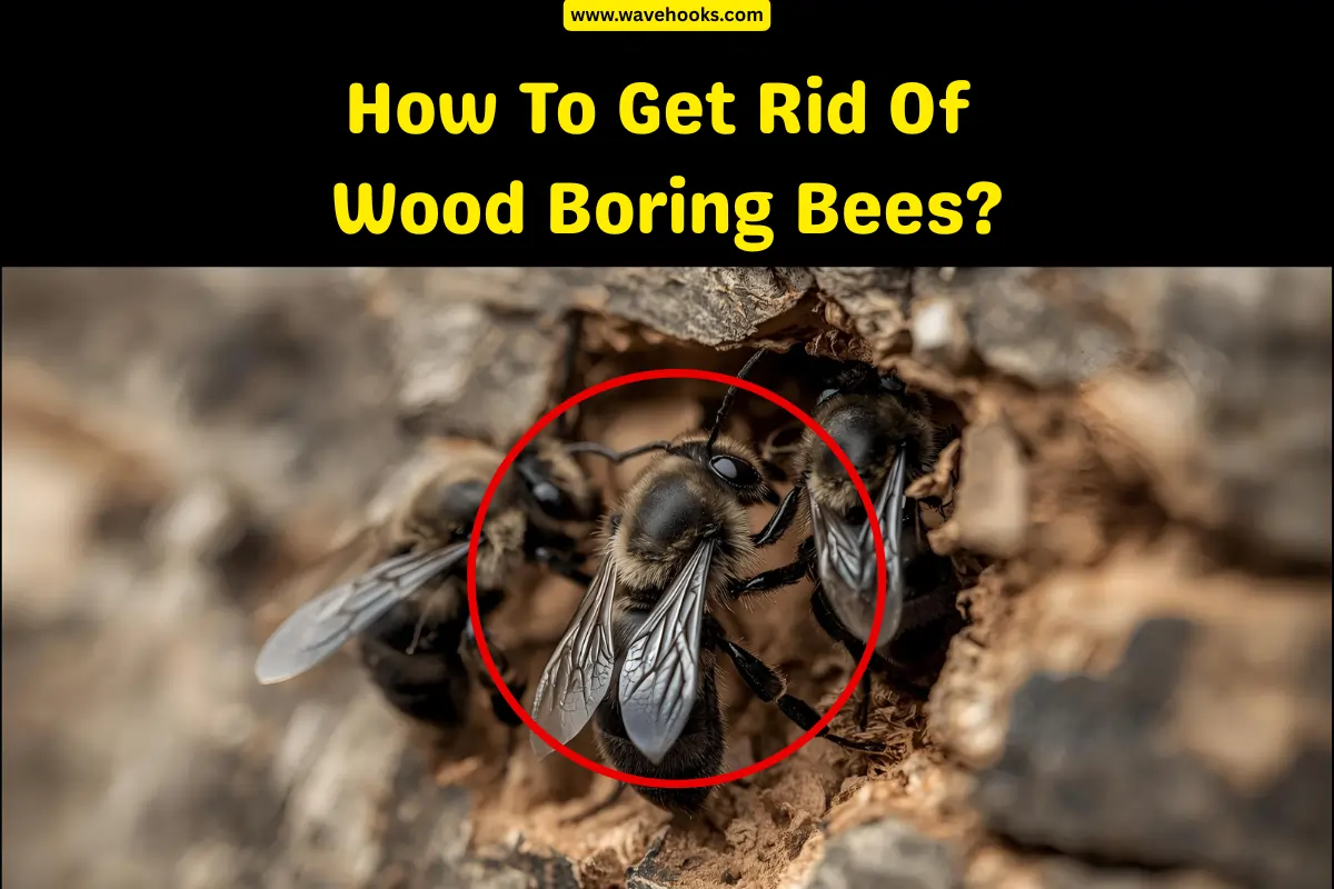 How To Get Rid Of Woo Boring Bees