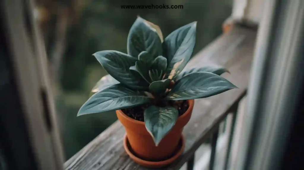 ZZ Plant