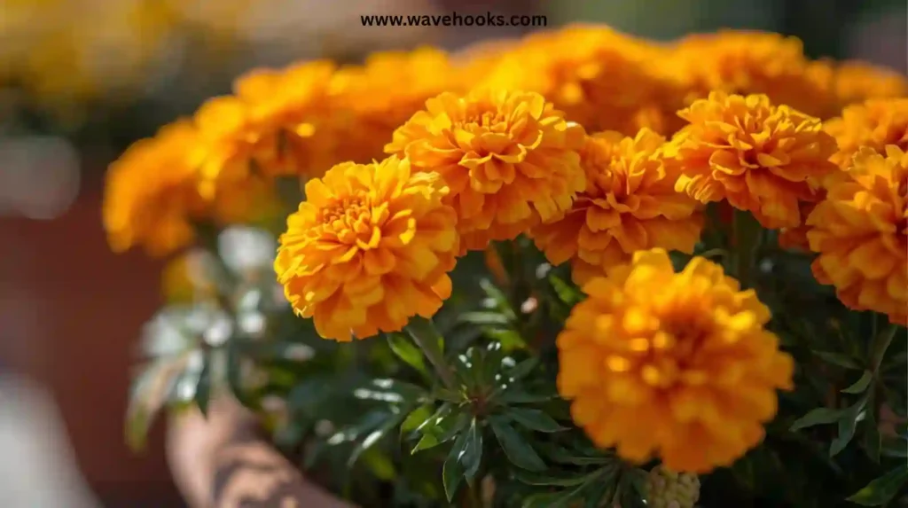 Marigolds