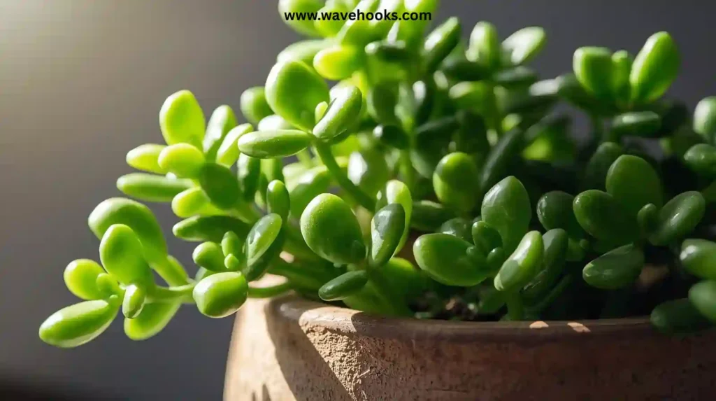 Jade Plant