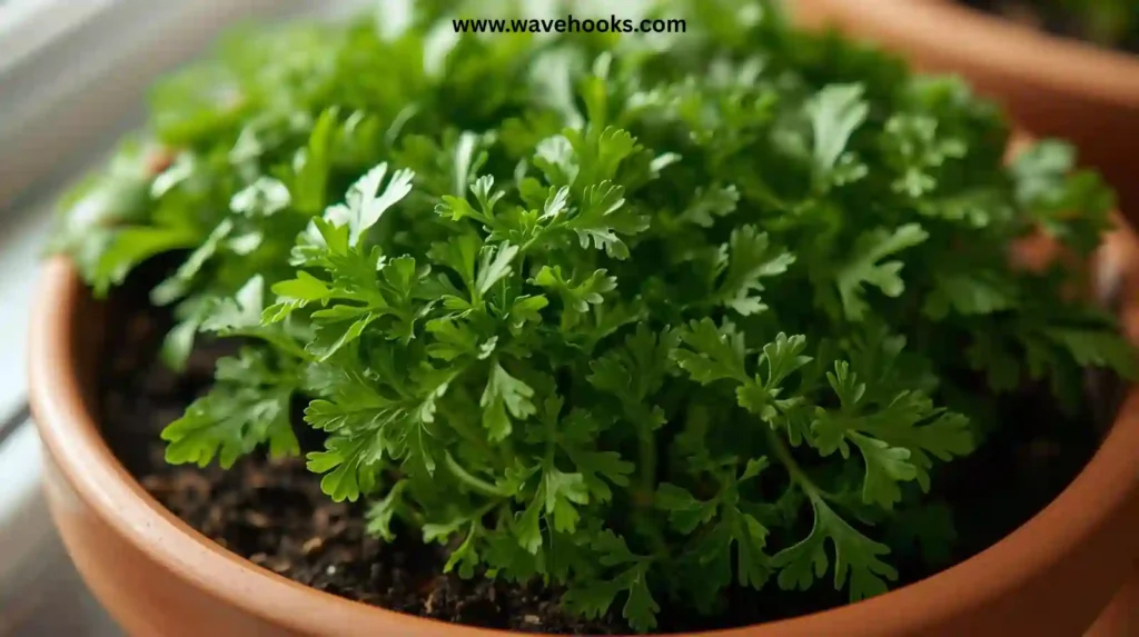Parsley