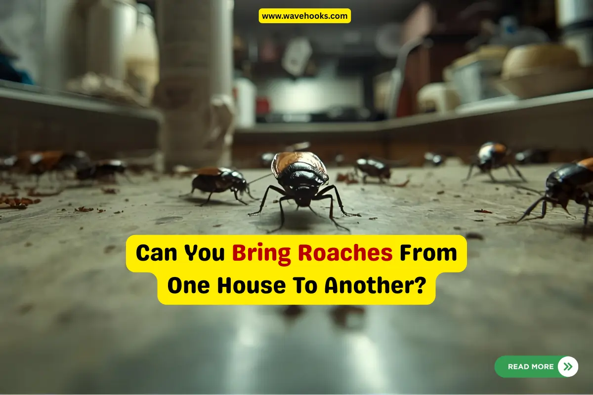 Can You Bring Roaches From One House To Another? 10 Urgent Fixes!
