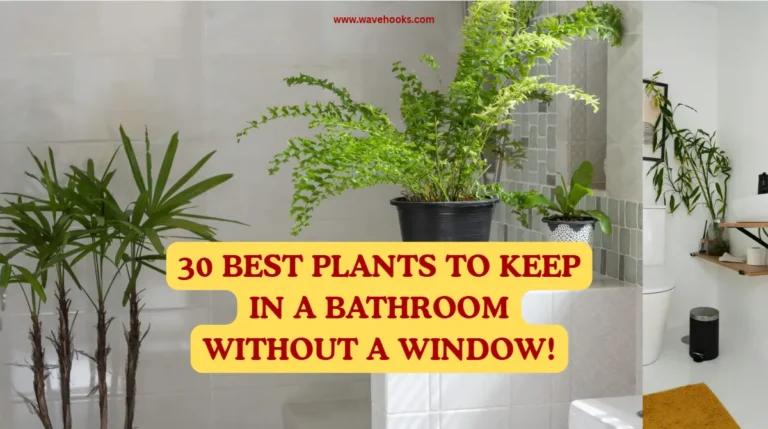 Best Plants To Keep In A Bathroom Without A Window