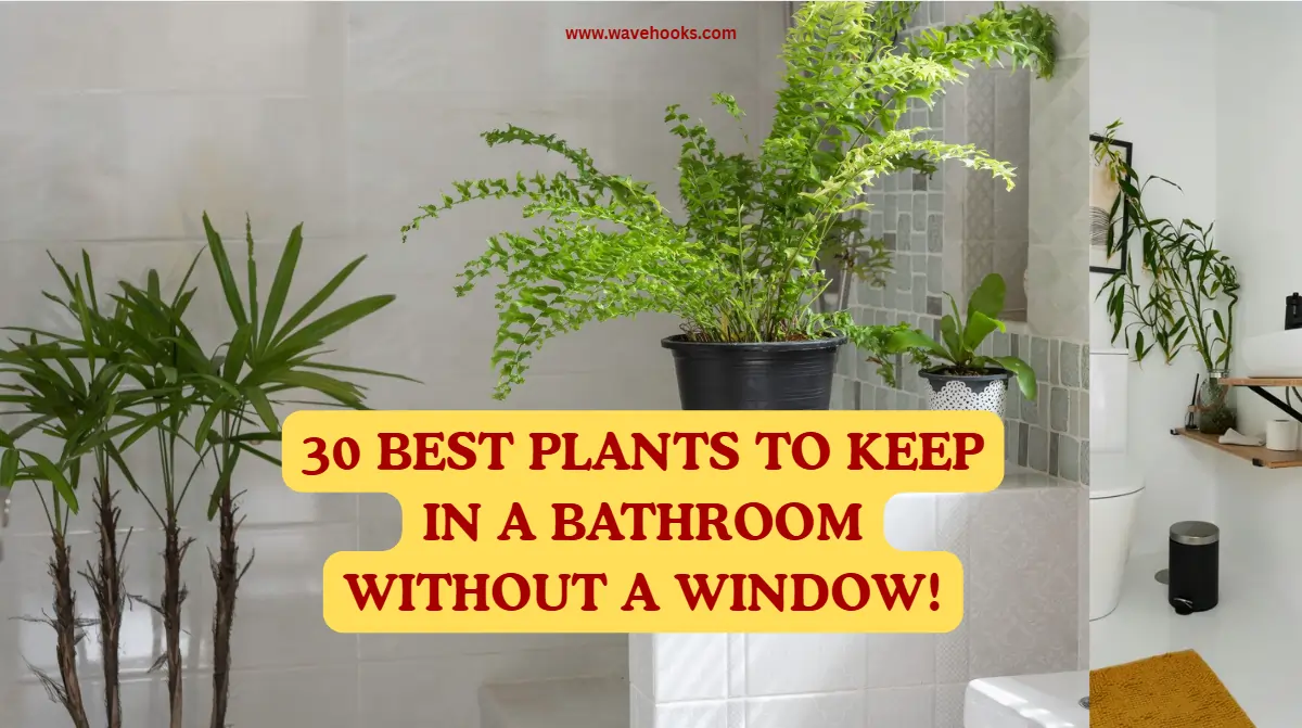 Best Plants To Keep In A Bathroom Without A Window