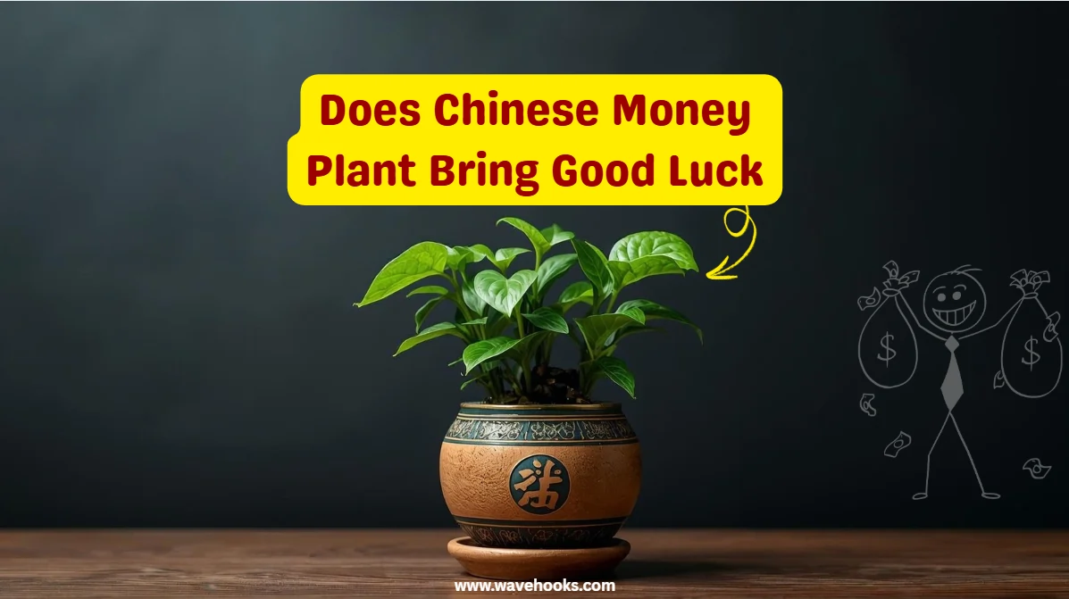 Does Chinese Money Plant Bring Good Luck