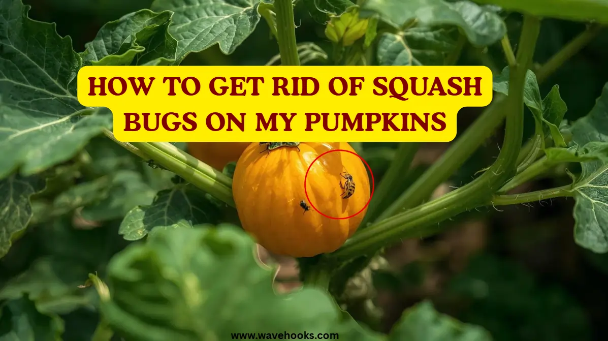 How To Get Rid Of Squash Bugs On My Pumpkin