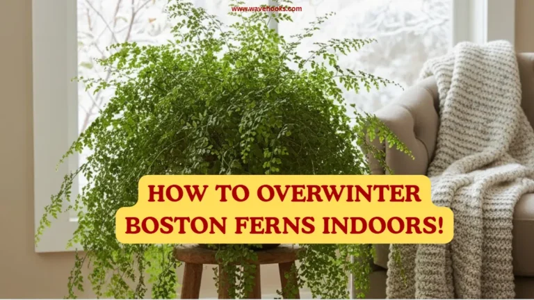 How To Overwinter Boston Ferns Indoors
