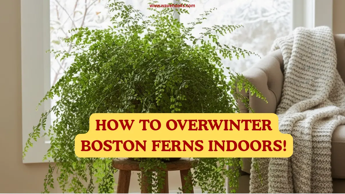 How To Overwinter Boston Ferns Indoors