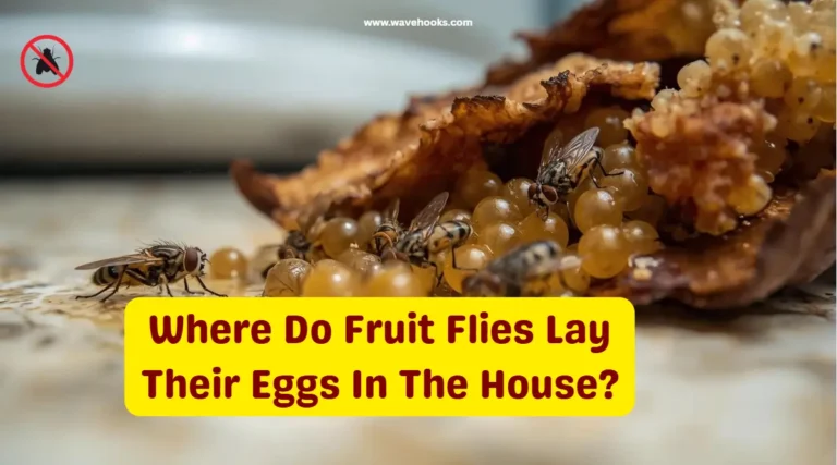 Where Do Fruit Flies Lay Their Eggs In The House
