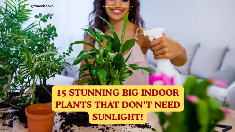 Big Indoor Plants That Don't Need Sunlight