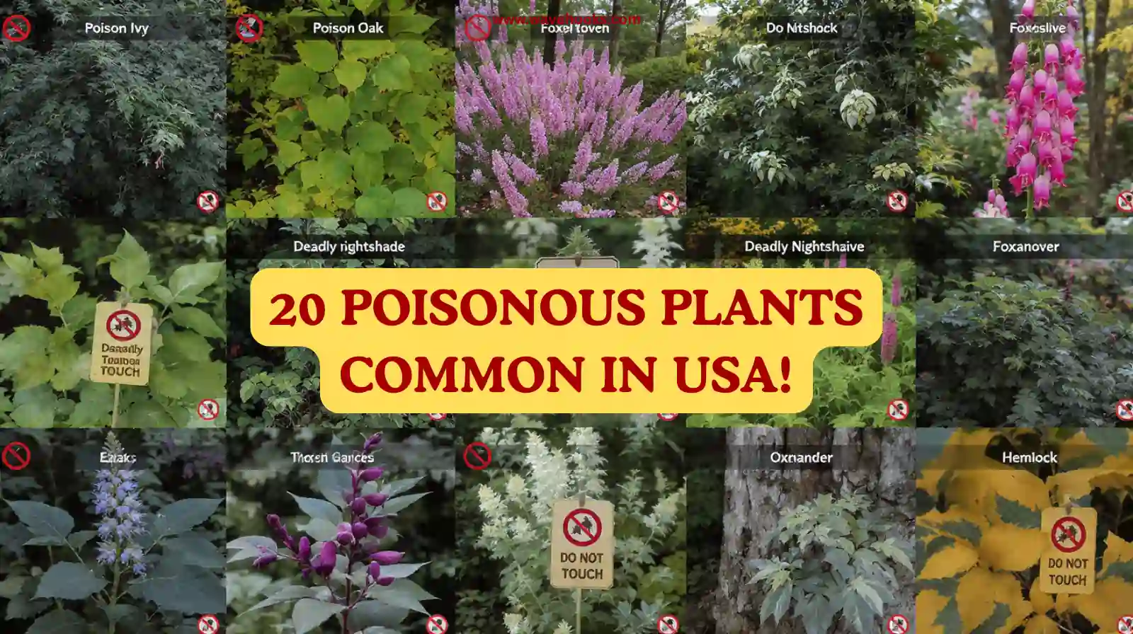 poisonous plants common in usa