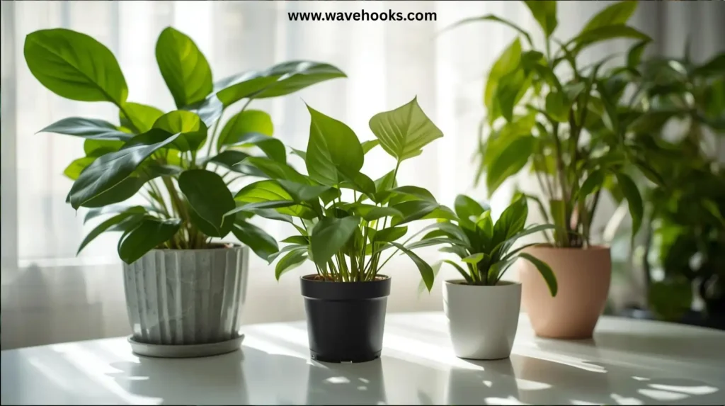 Does Chinese Money Plant Bring Good Luck More Than Others?