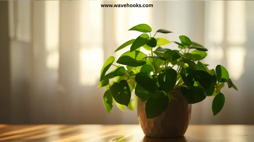 How the Plant Is Used in Feng Shui