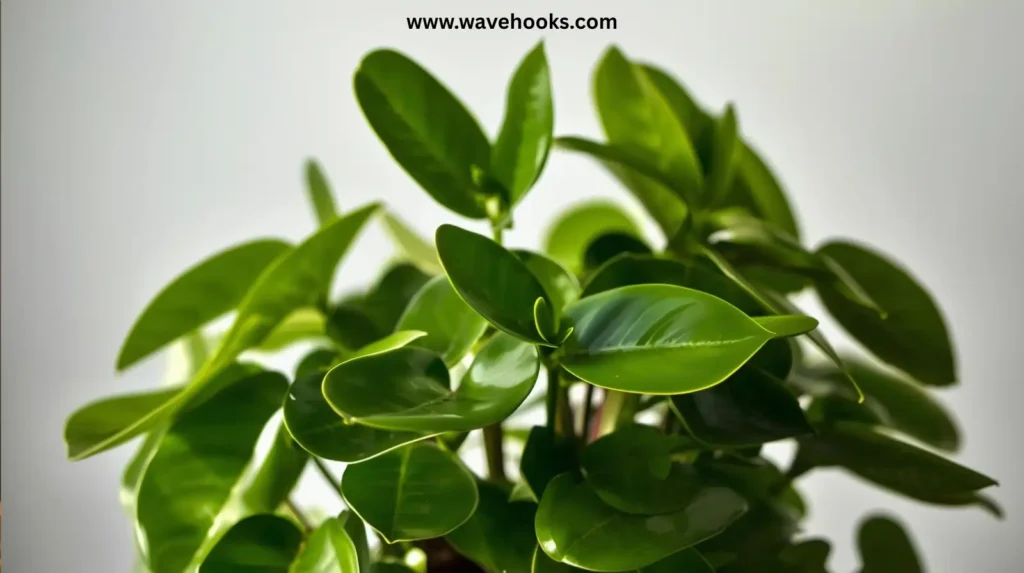 Common Misconceptions About the Chinese Money Plant