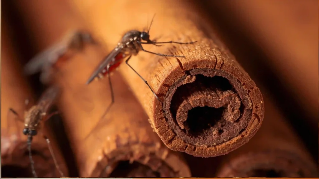 Why is cinnamon used as a Mosquito Repellent?