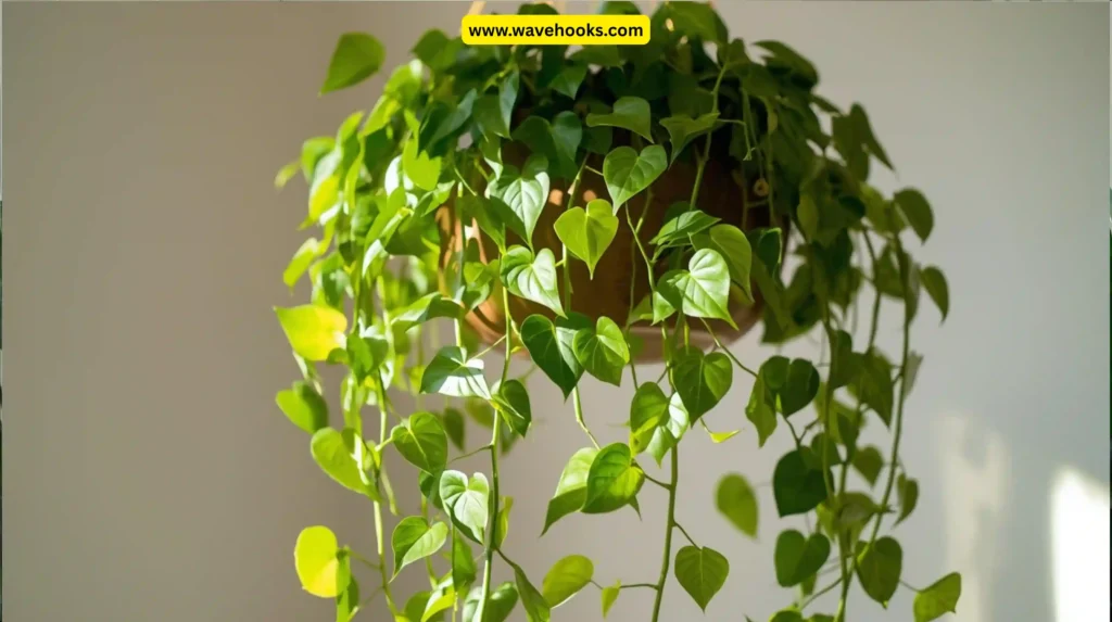 Pothos (Epipremnum aureum)