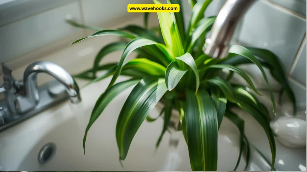 Corn Plant (Dracaena fragrans)