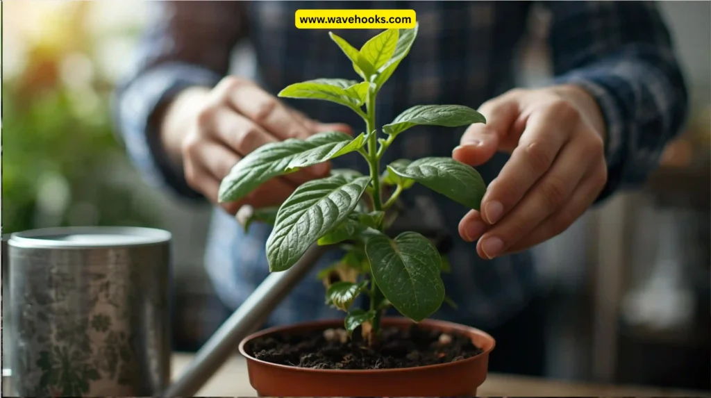 Understanding Your Plant’s Water Needs