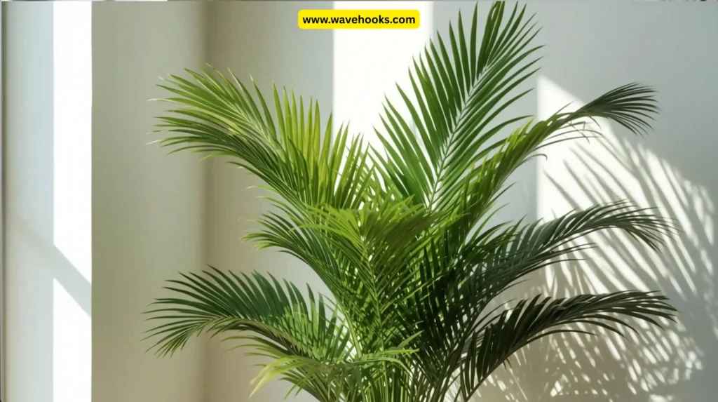Areca Palm (Dypsis lutescens)