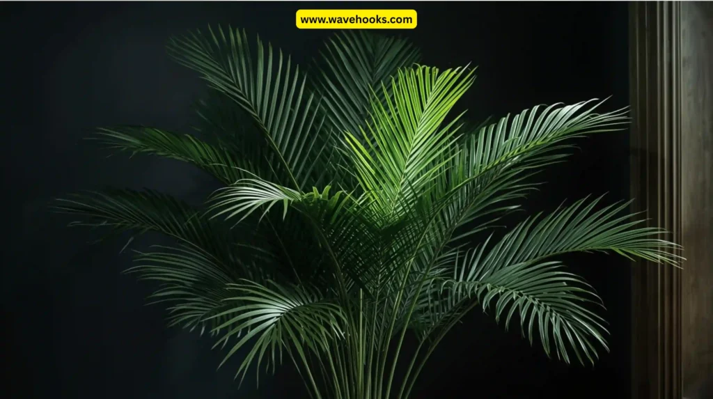 Parlor Palm (Chamaedorea elegans variegata)