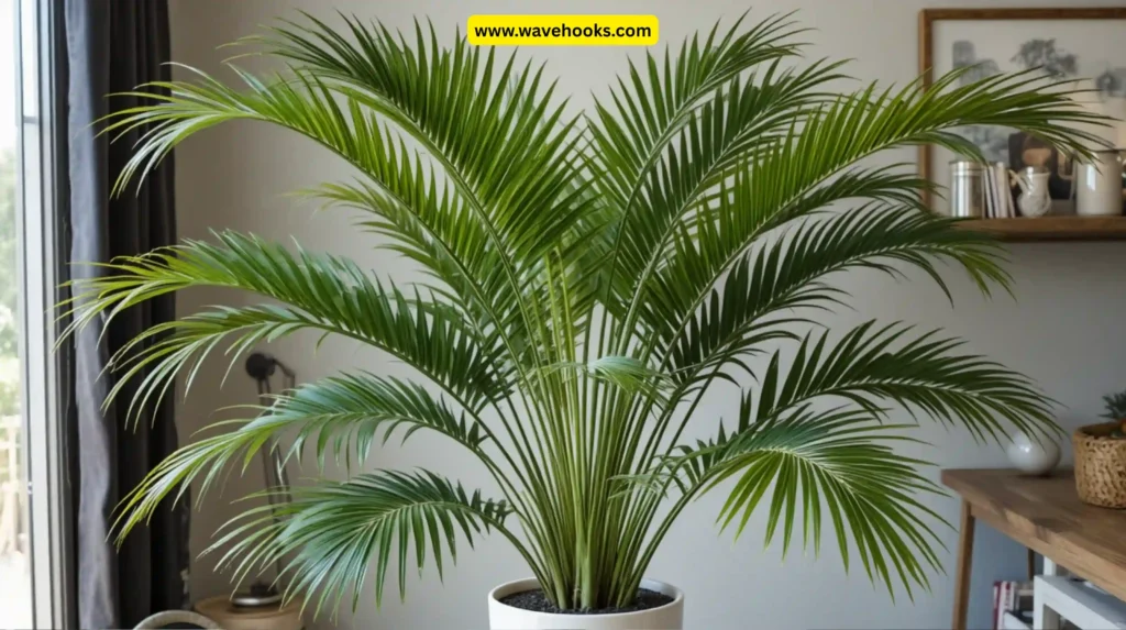 Lady Palm (Rhapis excelsa)