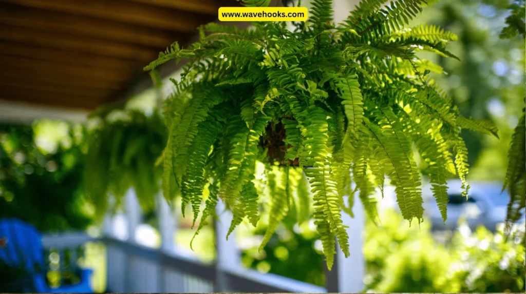 Tips for Long-Term Care and Growth