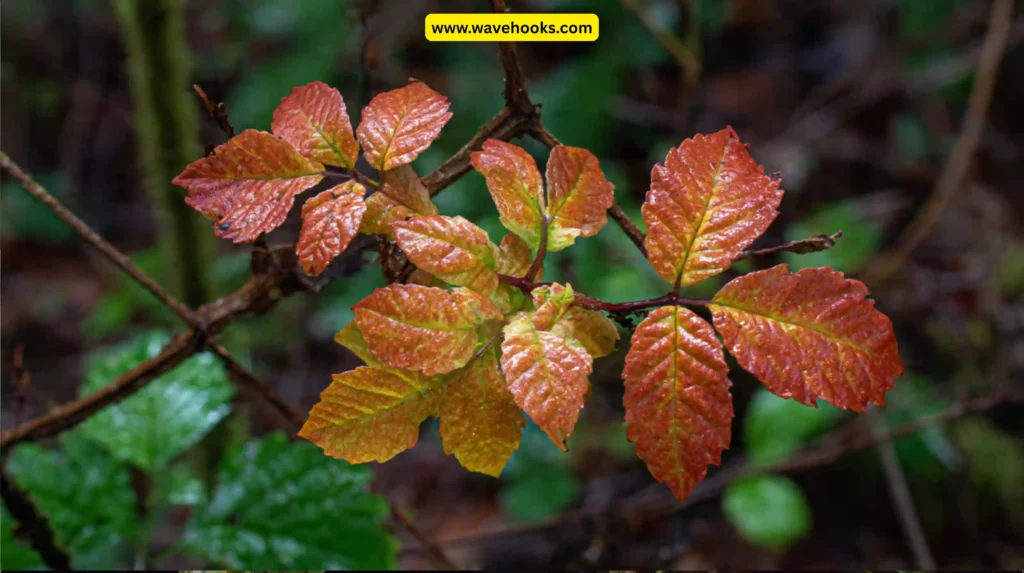 Poison Oak (Toxicodendron diversilobum)