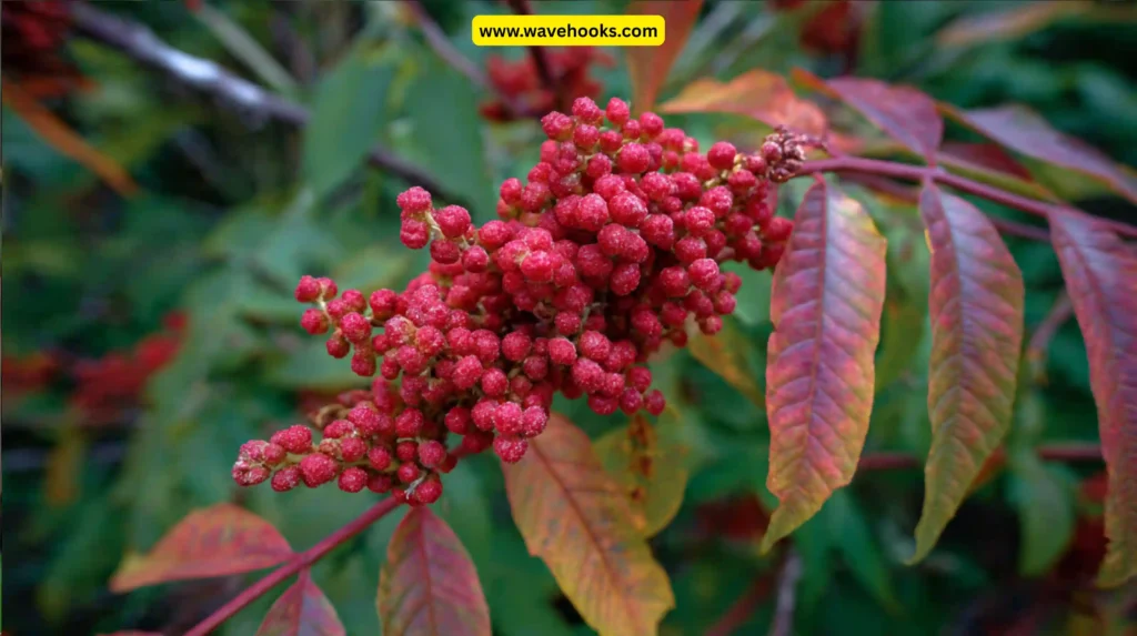 Poison Sumac (Toxicodendron vernix)