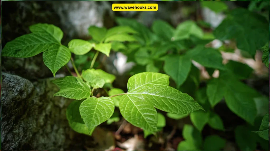 1. Poison Ivy (Toxicodendron radicans)