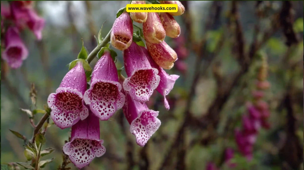 Foxglove (Digitalis purpurea)