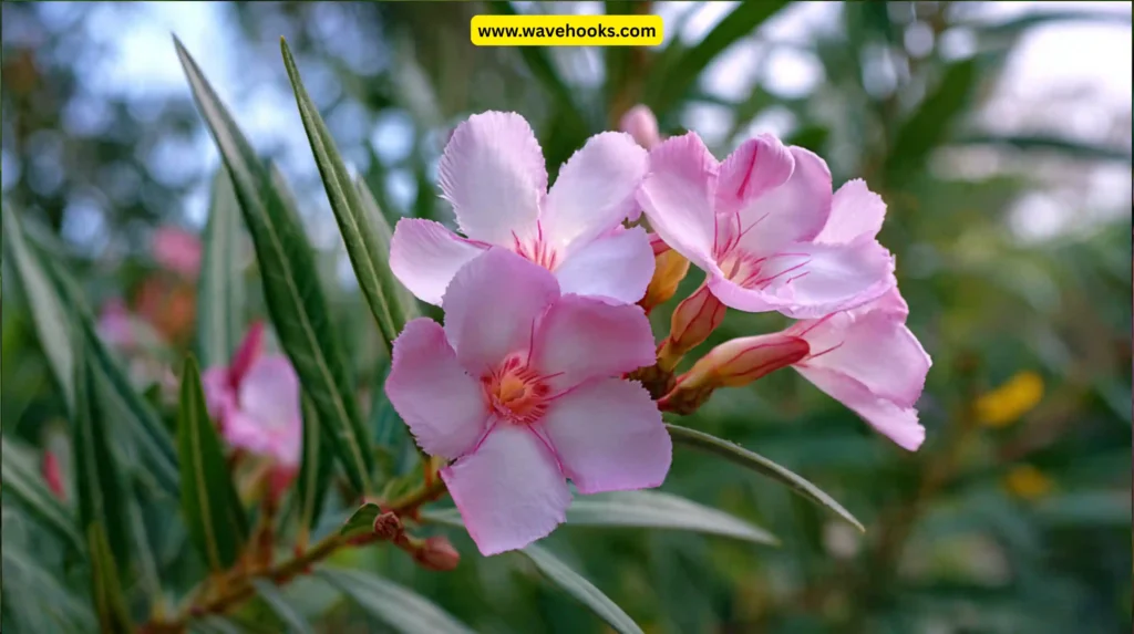 Oleander (Nerium oleander)