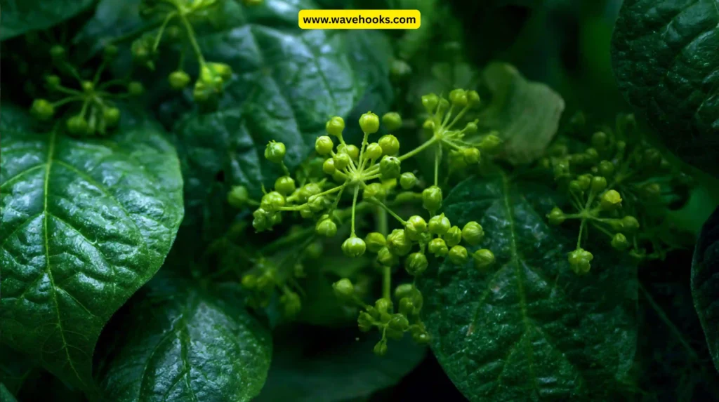 poisonous plants common in USA
