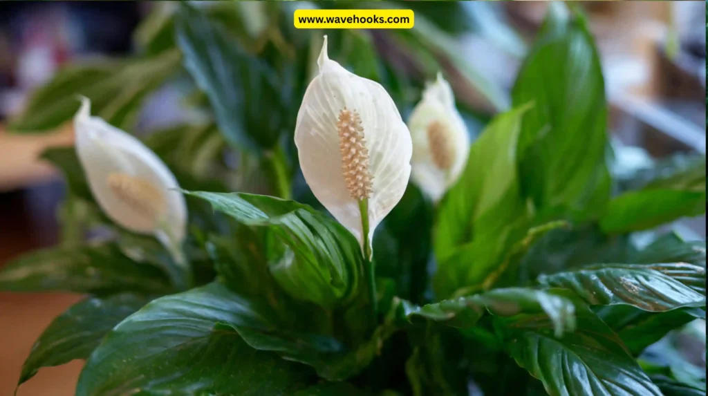 Peace Lily (Spathiphyllum spp.)