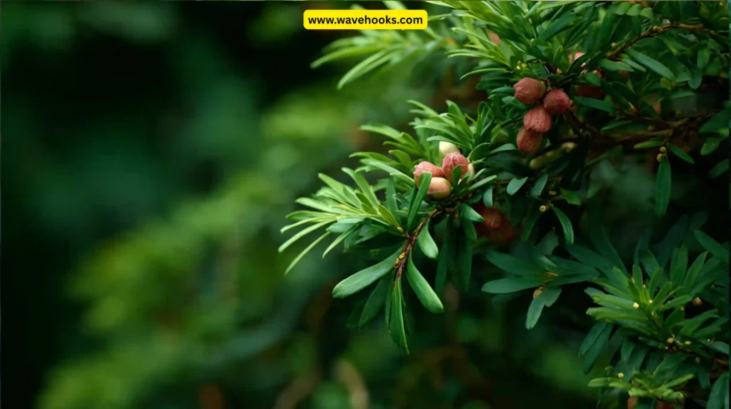 English Yew (Taxus baccata)
