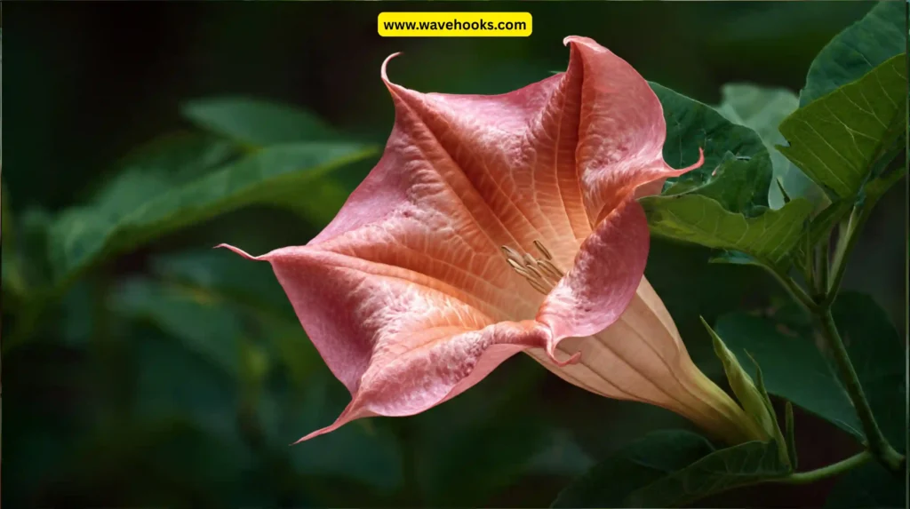Angel’s Trumpet (Brugmansia spp.)