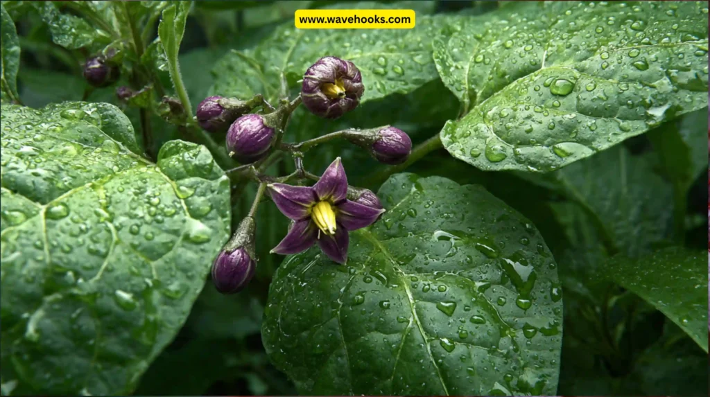 Deadly Nightshade (Atropa belladonna)