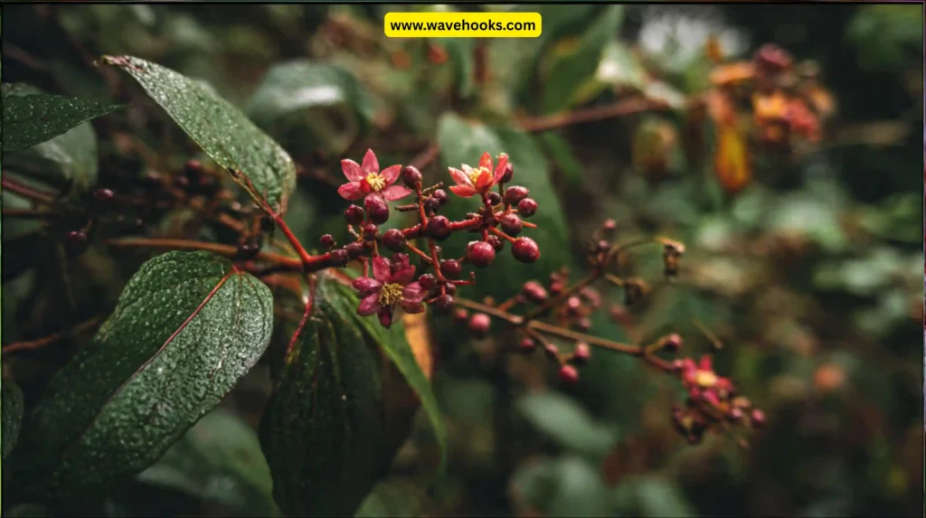 What Makes a Plant Poisonous?
