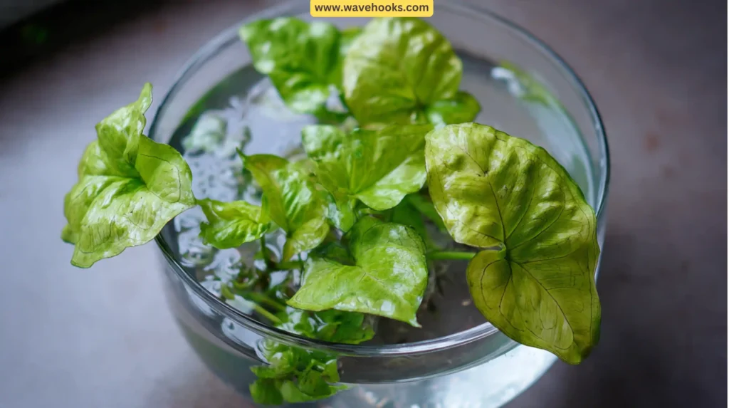 17. Syngonium (Arrowhead Plant)