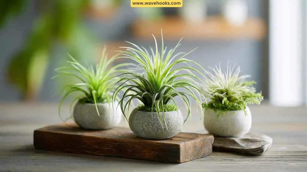 21. Faux Air Plants 