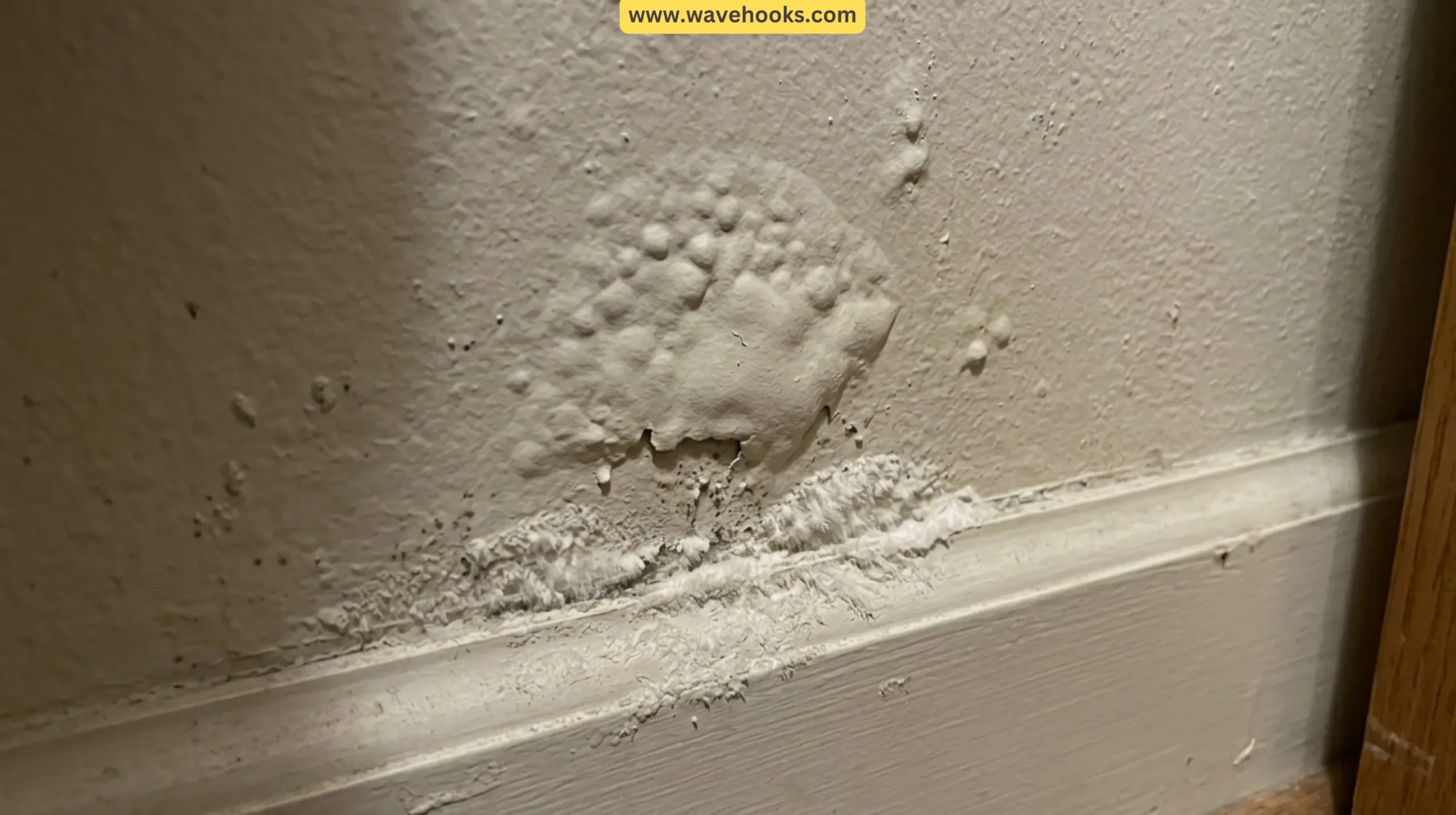 Warning Signs Your Closet Has a Humidity Problem