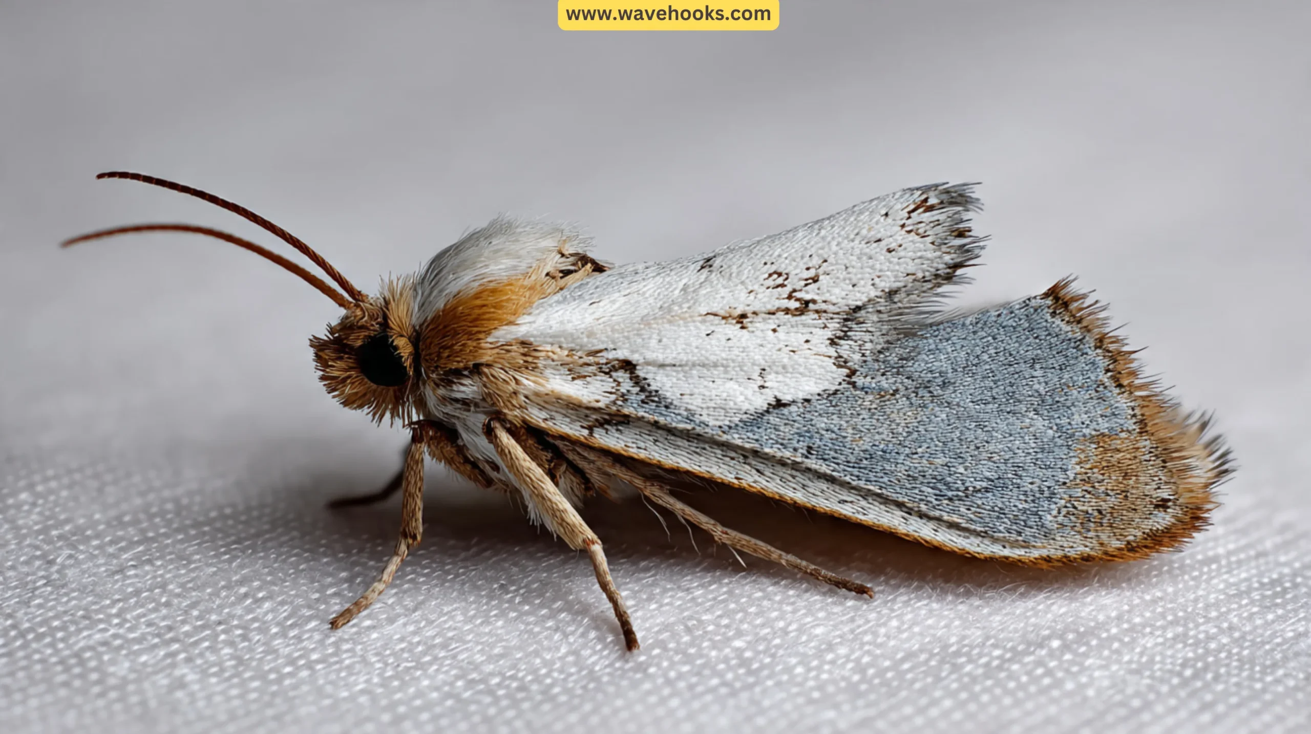 1. Clothes Moths (Tineola bisselliella)