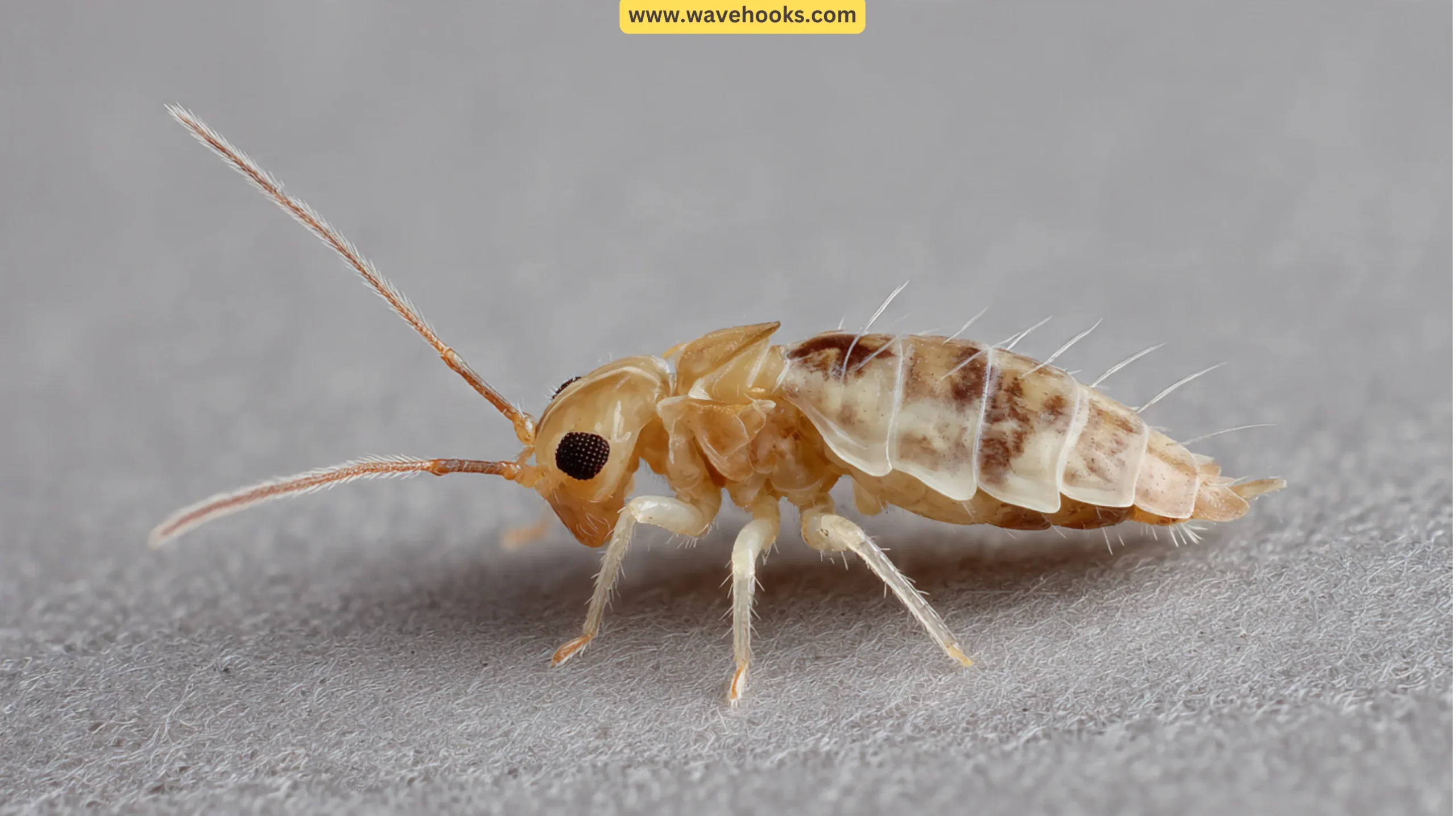 4. Psocids / Book Lice (Liposcelis species)