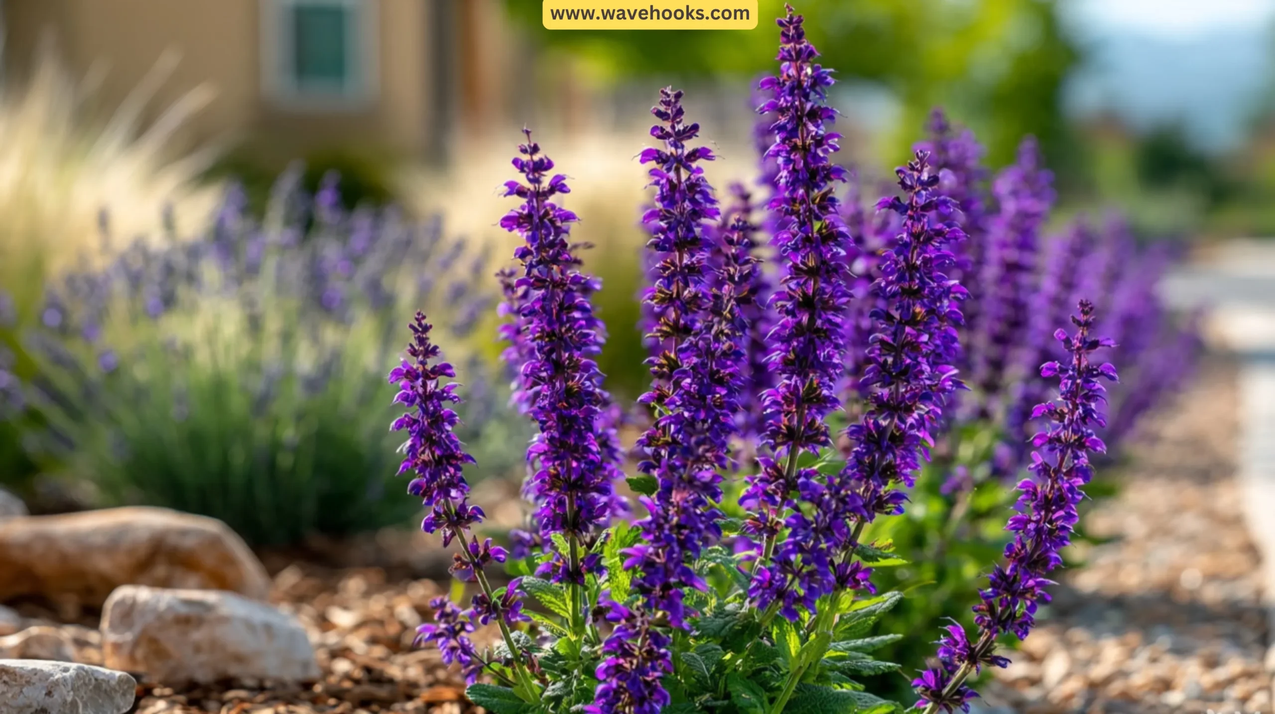 6. Salvia