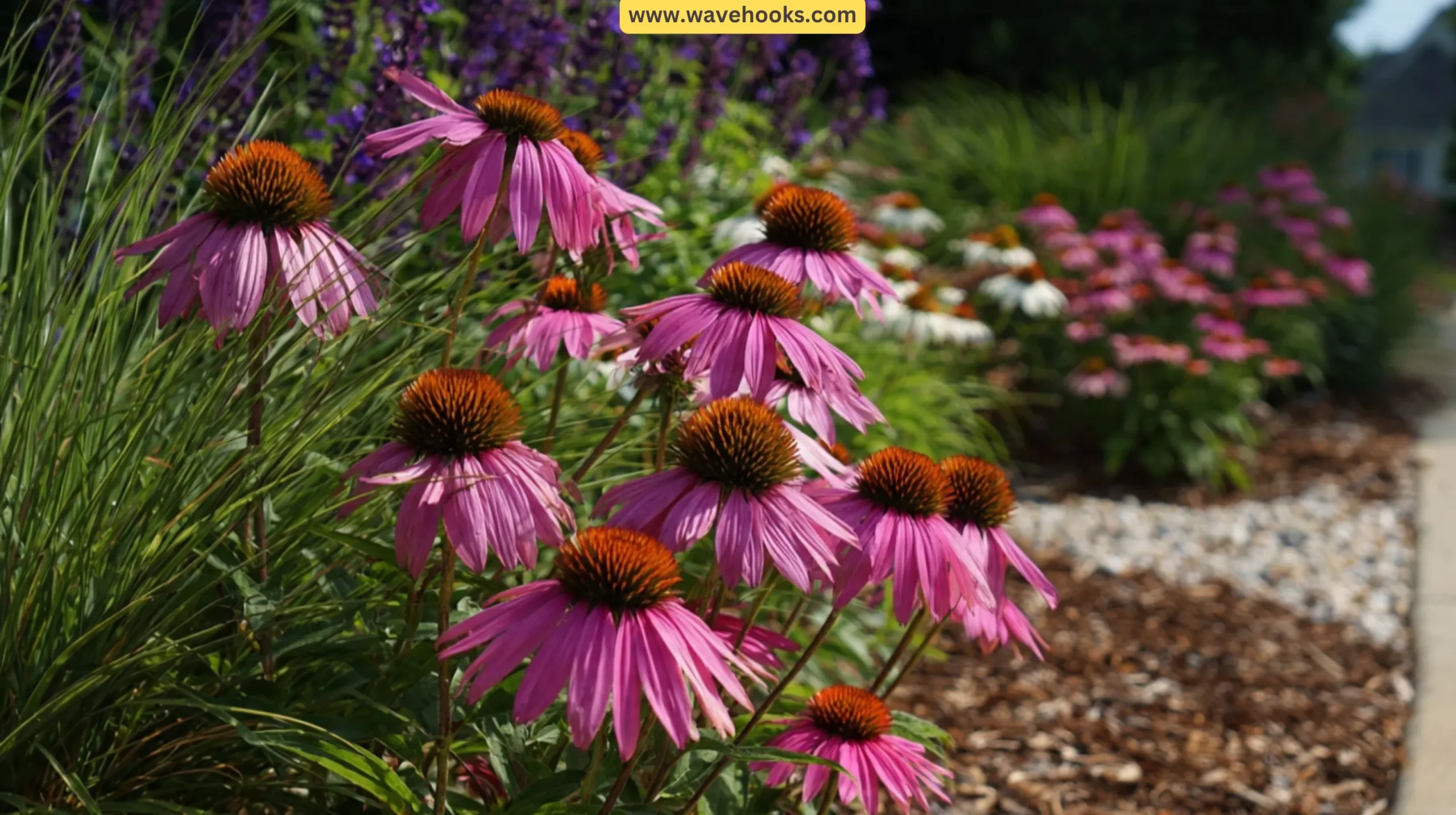 Cone Flower