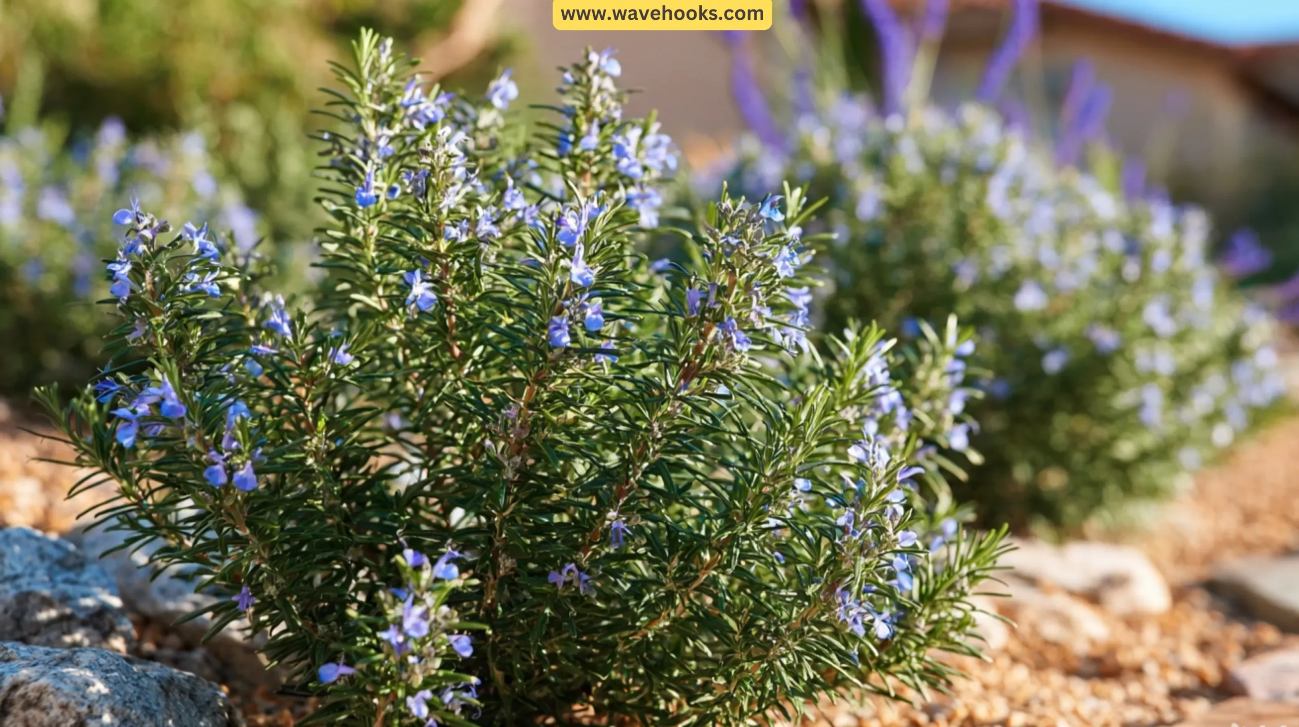 Rosemary