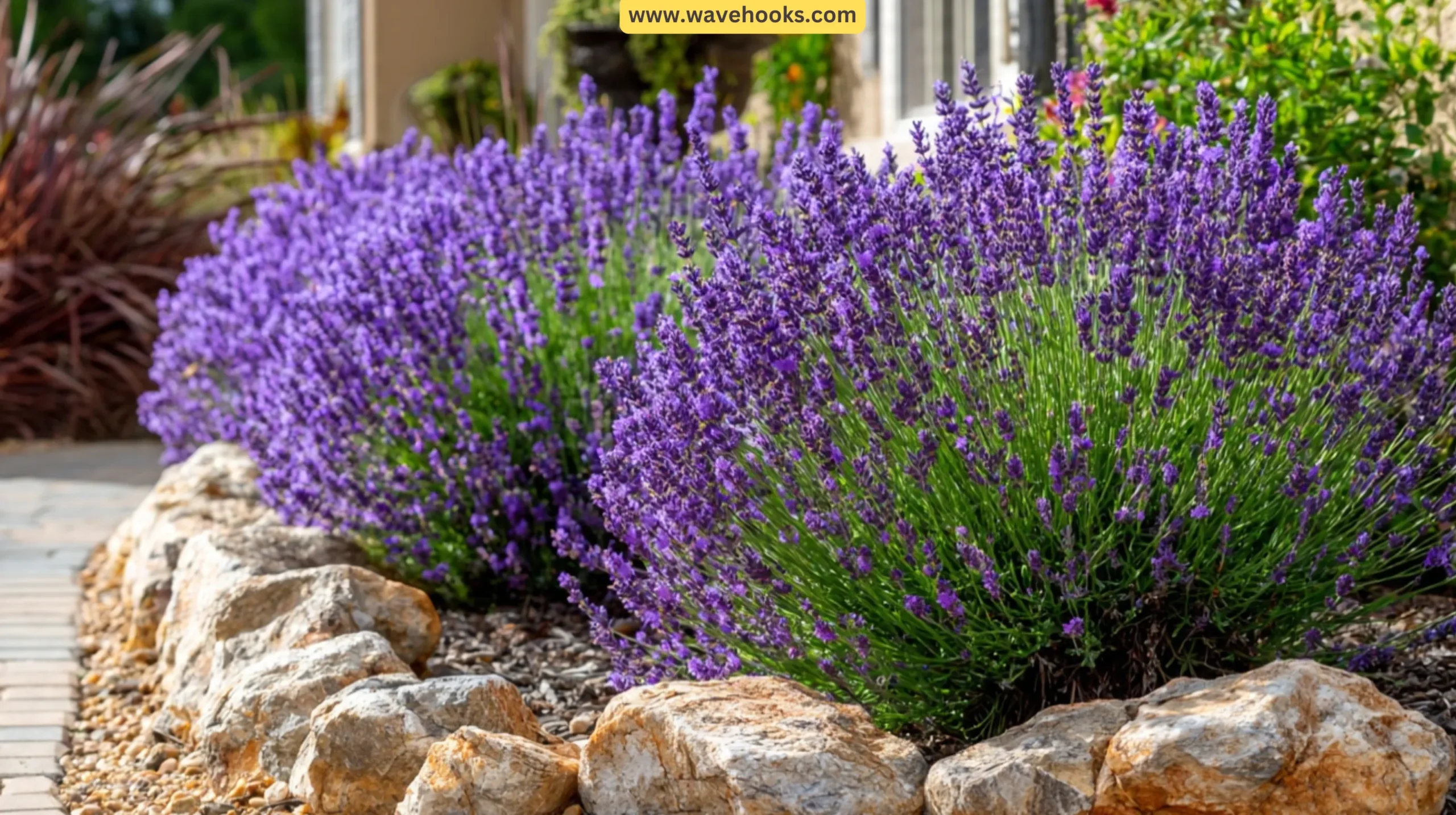1. Lavender