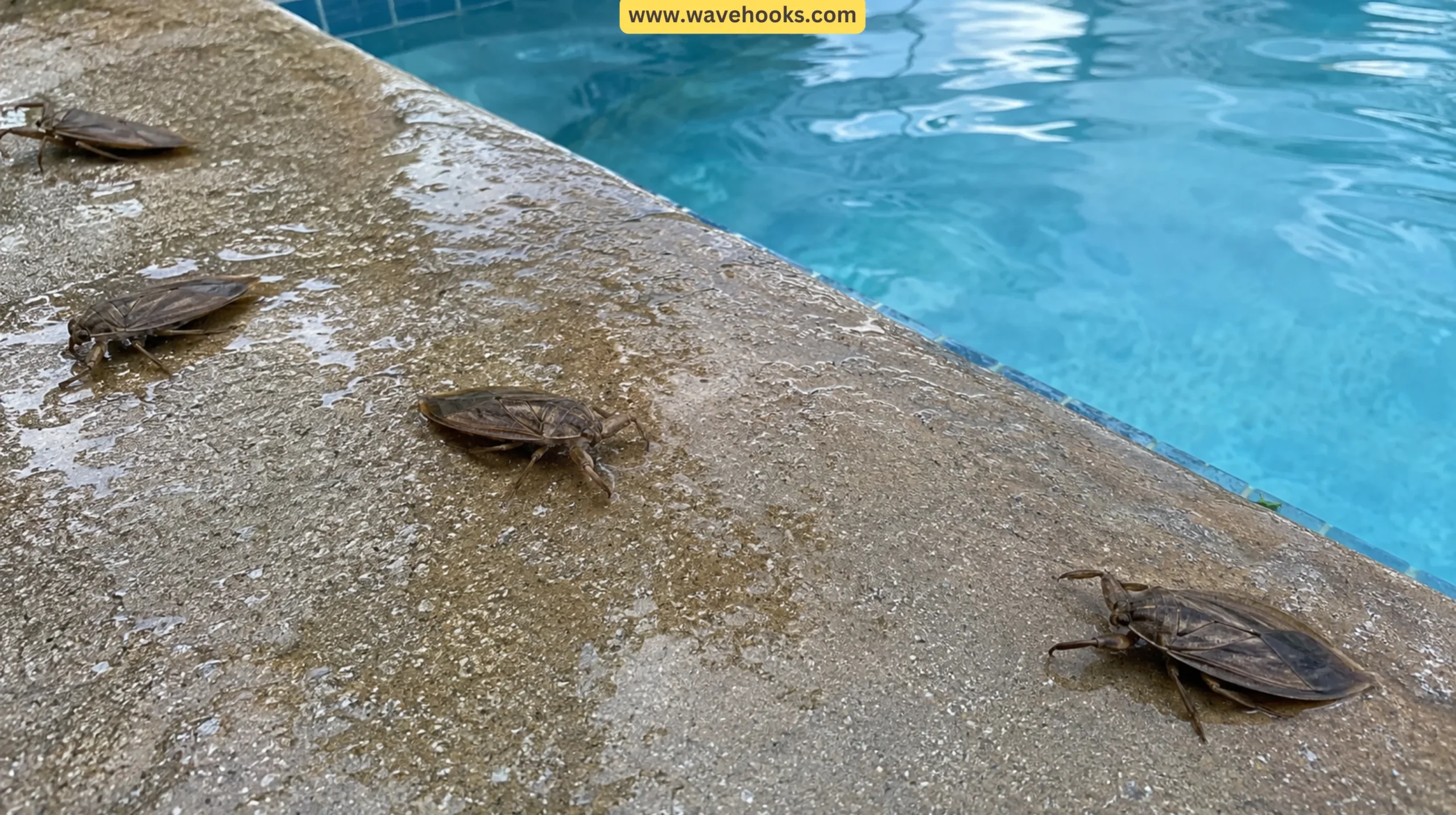 How to Get Rid of Water Bugs in a Pool