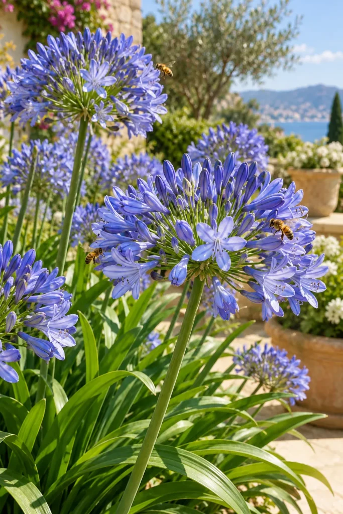 14. Agapanthus Blue Globes for Bees